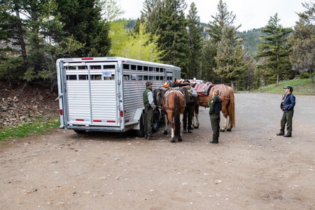 Yellowstone National Park, Wyomong, USA, May, 26, 2021: park rangers getting their horses ready so they can do maintenance on the Hellroaring Trail, horizontalのeditorial素材