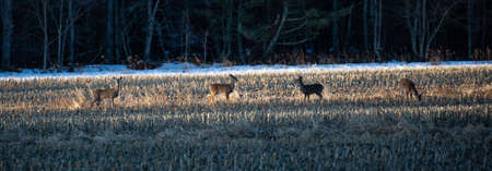 White-tailed deer (odocoileus virginianus) standing in a Wisconsin corn field, panoramaの写真素材