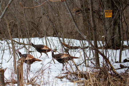 Wild Turkeys (Meleagris gallopavo) walking through a Wisconsin forest with a posted sign, horizontalの写真素材