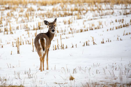 White-tailed deer (odocoileus virginianus) standing in a Wisconsin farm field with snow, horizontalの写真素材