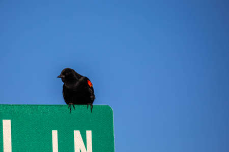 Red-winged Blackbird (Agelaius phoeniceus) perched on a road sign with copy space, horizontalの写真素材