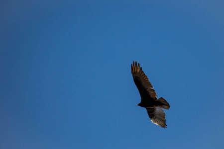 Turkey Vulture (Cathartes aura) flying in a blue sky with copy space, horizontalの写真素材