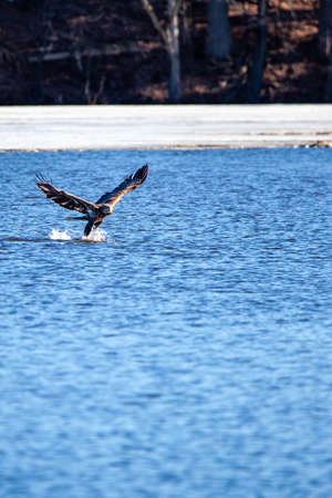 Immature bald eagle (Haliaeetus leucocephalus) grabbing a fish on Lake Wausau, Wausau, Wisconsin  in April, verticalの写真素材