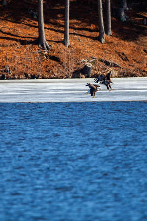 Adult and a immature bald eagle (Haliaeetus leucocephalus) fishing on Lake Wausau, Wausau, Wisconsin...
