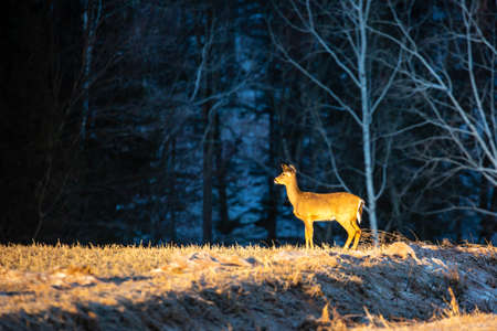 White-tailed deer (odocoileus virginianus) standing in a Wisconsin field, horizontalの写真素材