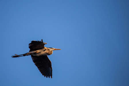 Great Blue Heron (Ardea herodias) flying in a blue sky with copy space, horizontalの写真素材