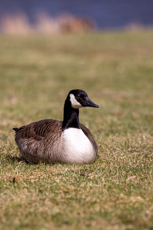 Canada geese (Branta canadensis) laying in the grass in April, verticalの写真素材