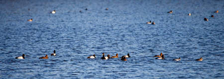 Greater Scaup (Aytha marila) during the April mating season on Lake Wausau, panorama