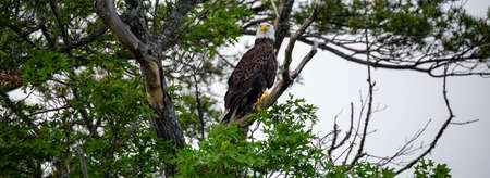 Bald Eagle (Haliaeetus leucocephalus) perched in a oak tree in Northern Wisconsin, panoramaの写真素材