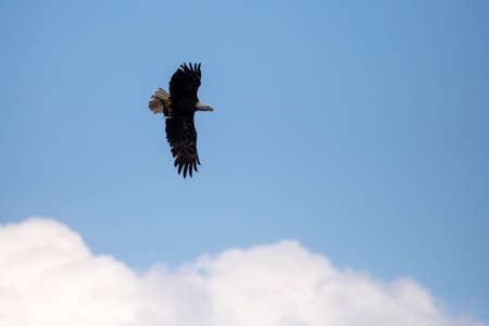 Bald Eagle (Haliaeetus leucocephalus) flying while carrying a fish with copy space, horizontal