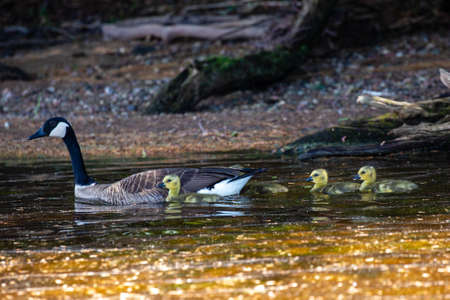Canada goose (branta canadensis) swimming and watching over goslings, horizontalの写真素材