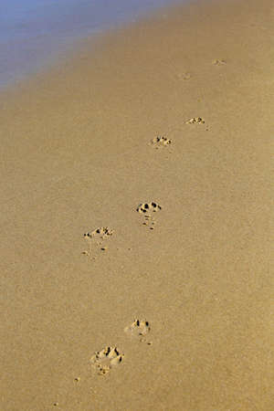 Dog footprints in the sand of an Oregon beach, verticalの写真素材