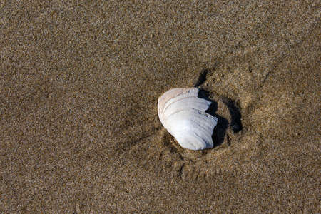 Piece of a sea shell in the sand at low tide on the Oregon coast, horizontal