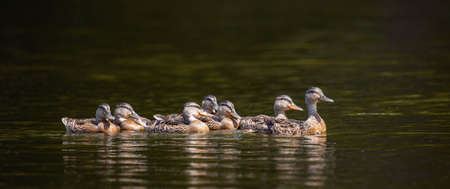 Adult mallard duck (Anas platyrhynchos) taking its young for a swim, panoramの写真素材