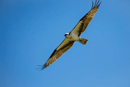 Ospray (Pandion haliaetus) flying in a blue sky, horizontalの写真素材