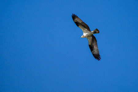 Ospray (Pandion haliaetus) flying in a blue sky, horizontalの写真素材