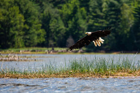 Bald Eagle (Haliaeetus leucocephalus) flying over the Rainbow Flowage in Northern Wisconsin, horizontalの写真素材