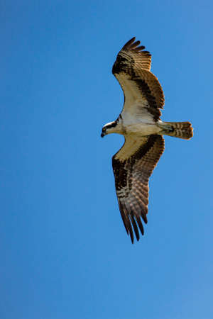 Ospray (Pandion haliaetus) flying in a blue sky, verticalの写真素材