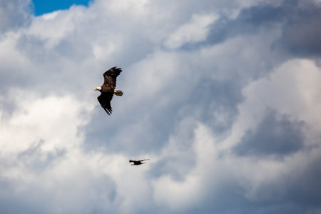 Pair of bald Eagles (Haliaeetus leucocephalus) flying in a cloudy sky, horizontalの写真素材