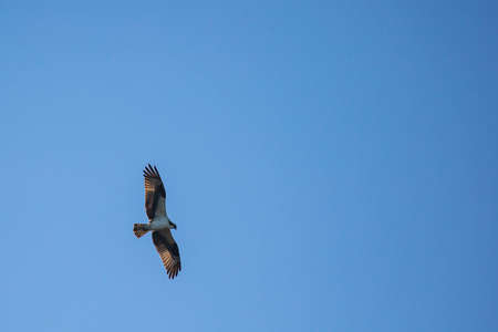 Ospray (Pandion haliaetus) flying in a blue sky, horizontalの写真素材
