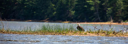 Bald Eagle (Haliaeetus leucocephalus) perched on the ground on a small island, panoramaの写真素材