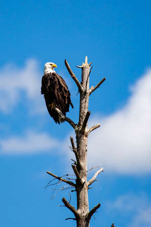 Adult bald eagle (Haliaeetus leucocephalus) perched on a dead branch with copy space, verticalの写真素材