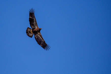 About a four month old juvenile bald eagle (Haliaeetus leucocephalus) flying in a blue sky, with...