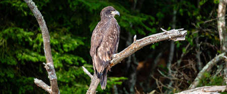 About a four month old juvenile bald eagle (Haliaeetus leucocephalus) perched on a branch, Panoramaの写真素材