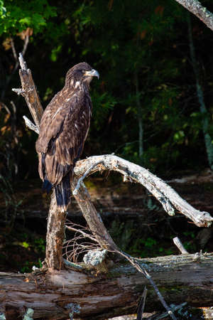 About a four month old juvenile bald eagle (Haliaeetus leucocephalus) perched on a branch, vertical