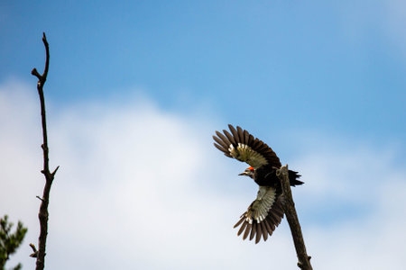 Pileated Woodpecker (Dryocopus pileatus) flying off a branch, horizontalの写真素材