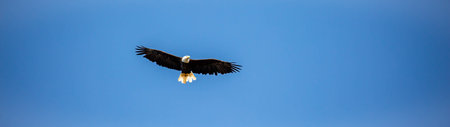 Bald Eagle (Haliaeetus leucocephalus) flying in a blue sky with copy space, panorama