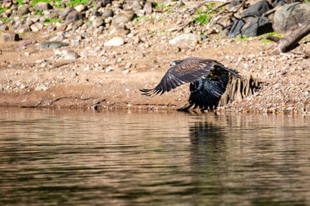 Juvenile bald eagle (Haliaeetus leucocephalus) flying just above the Rainbow flowage in northern...