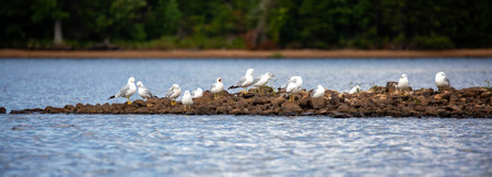 Ring-billed gull (Larus delawarensis) resting on the rocks of an island, panorama