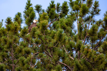 Adult bald eagle (Haliaeetus leucocephalus) perched in a red pine tree in Wisconsin, horizontal