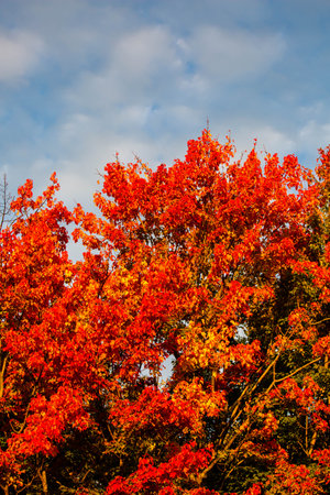 Maple tree turned red and orange with a blue sky and white clouds, verticalの写真素材
