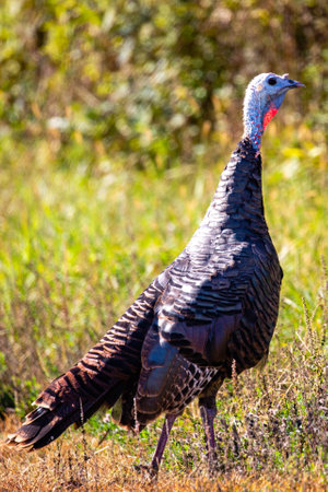 Wild Turkey (Meleagris gallopavo) close up in a Wisconsin forest, vertical