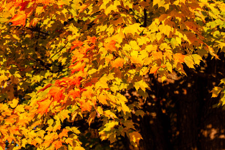 Close-up of colorful maple leaves in October, horizontalの写真素材