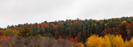 Colorful autumn leaves in Wisconsin with a dusting of snow on the pines in October, panoramaの写真素材
