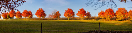 Colorful autumn maple trees next to a cornfield in Wausau, Wisconsin in October, panoramaの写真素材