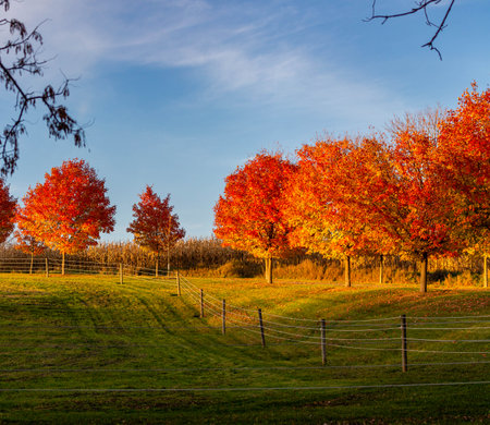 Colorful autumn maple trees next to a cornfield in Wausau, Wisconsin in October, horizontalの写真素材