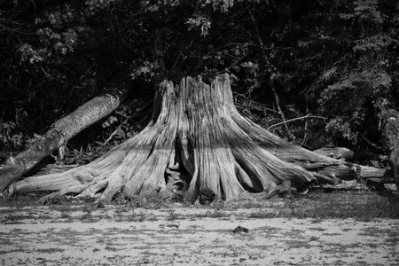 Drift wood from an old stump on the shoreline of a Wisconsin lake in black & white, horizontal