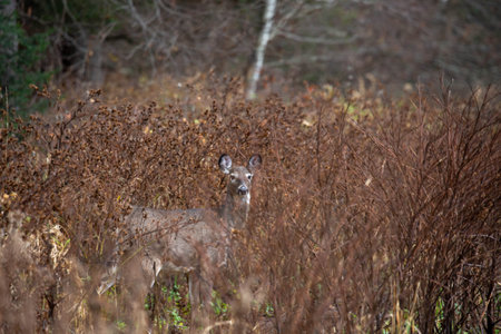 White-tailed deer (odocoileus virginianus) camouflaged with brush in a Wisconsin forest, horizontalの写真素材
