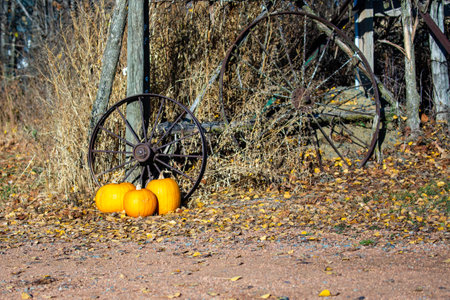 Pumpkins and wagon wheels by an old fence post decorate a driveway, horizontalの写真素材