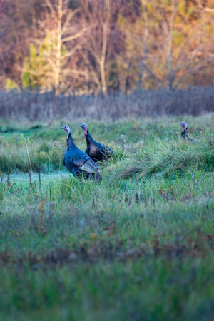 Wild turkeys (Meleagris gallopavo) in a Wisconsin field, verticalの写真素材