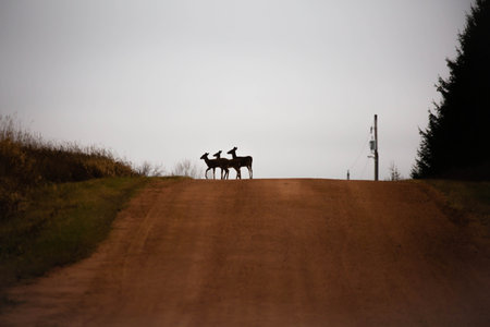White-tailed deer (odocoileus virginianus) silhouettes walking on a Wisconsin gravel road, horizontalの写真素材