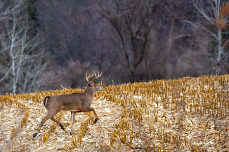 White-tailed deer buck (odocoileus virginianus) running through a Wisconsin cornfield, horizontalの写真素材