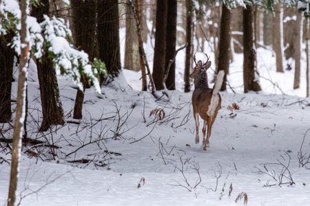 White-tailed deer buck (odocoileus virginianus) running through a Wisconsin snow covered forest, horizontalの写真素材