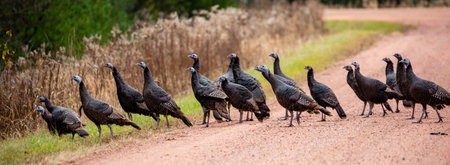 Flock of (Meleagris gallopavo) wild turkeys on a Wisconsin gravel road, panorama