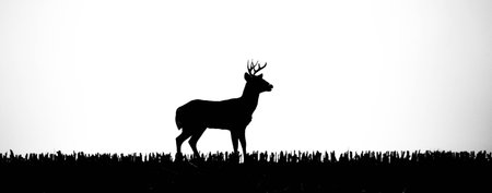 silhouette of a white-tailed deer buck (odocoileus virginianus) standing in a Wisconsin cornfield, panoramaの写真素材