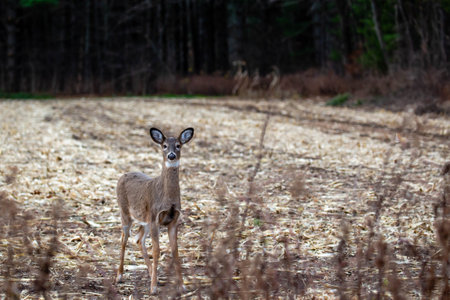 White-tailed deer (odocoileus virginianus) standing alert in a Wisconsin harvested cornfield, horizontalの写真素材